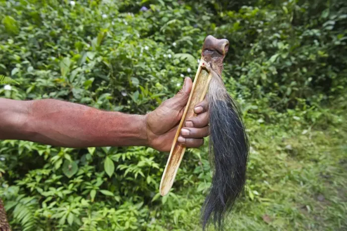 Framed Print : Huli Wigman Hale Johu showing his purse a hollowed out cassowary leg bone where money is kept