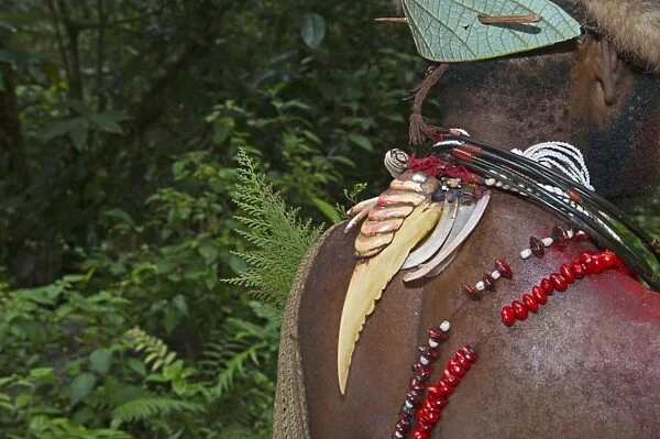 Huli Wigmen with Blyths Hornbill bills as necklace decoration Tari Southern Highlands