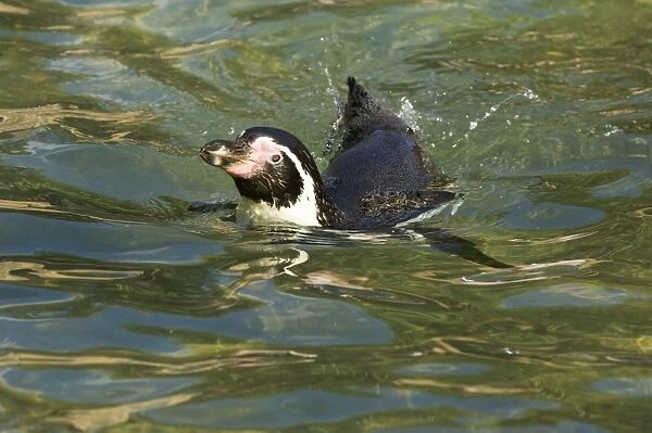 Humboldt Penguin Spheniscus humboldti - captive