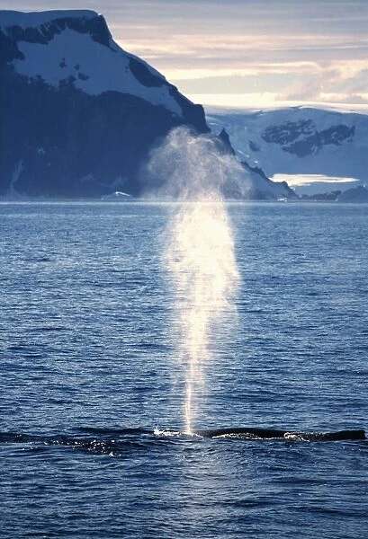 Humpback Whale exhaling, Antarctic Peninsula