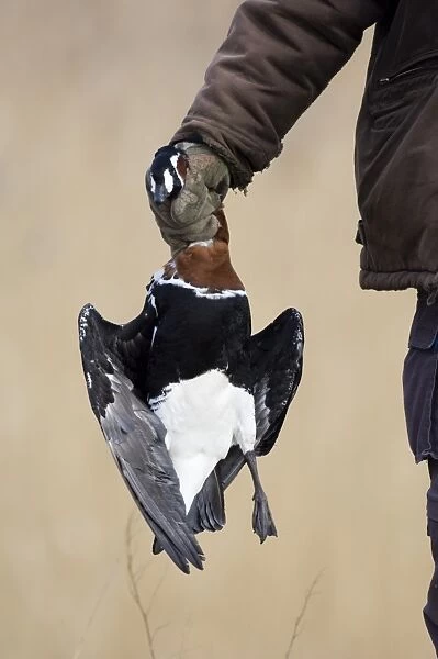 Hunter with illegally shot Red-breasted Goose (Branta ruficollis) Bulgaria winter
