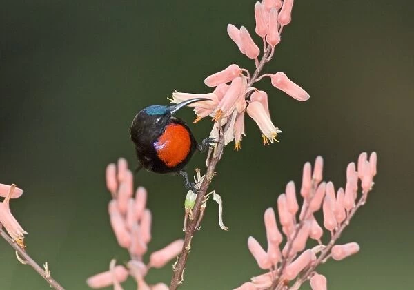 Hunters Sunbird Nectarinia hunteri male Baringo Kenya July