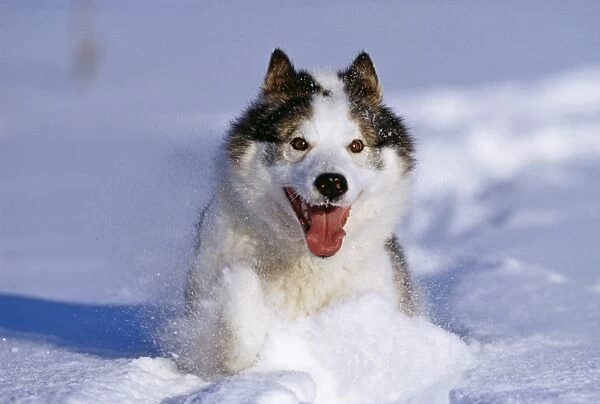 Husky dog, running through snow, Alaska