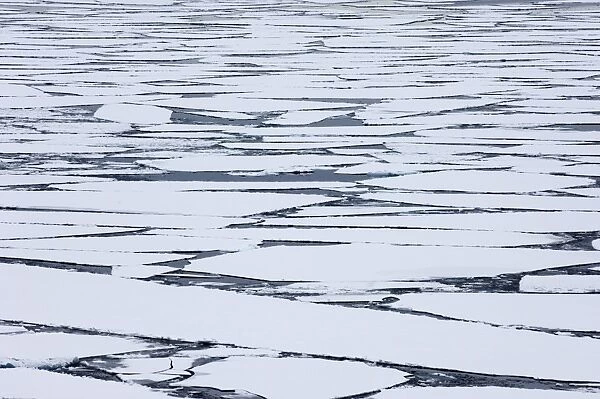 Ice Cakes (broken pack ice) in Weddell Sea Antarctica