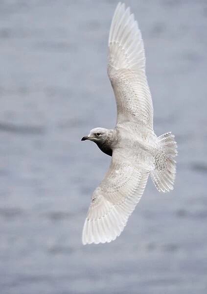 Iceland Gull Larus glaucoides 1st winter North Shields Fish Quay Tyne & Wear winter 05  /  06