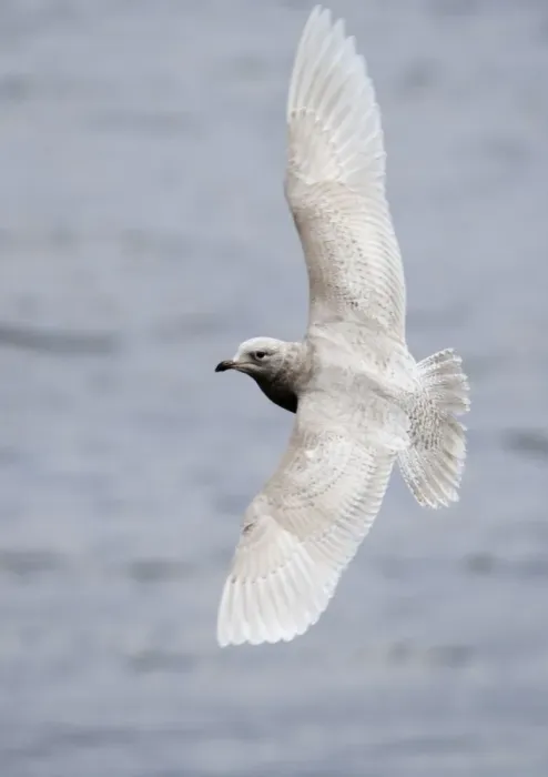 Framed Print : Iceland Gull Larus glaucoides 1st winter North Shields Fish Quay Tyne & Wear winter 05 / 06 Framed Print : Iceland Gull Larus glaucoides 1st winter North Shields Fish Quay Tyne & Wear winter 05 / 06