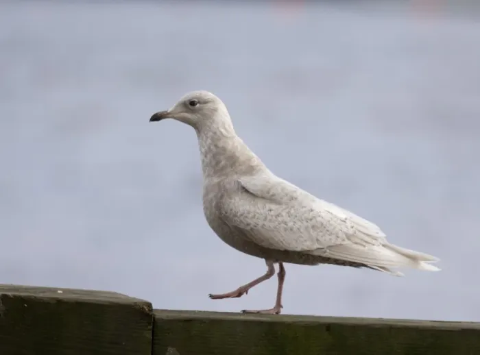 Framed Print : Iceland Gull Larus glaucoides 1st winter North Shields Fish Quay Tyne & Wear winter 05 / 06 Framed Print : Iceland Gull Larus glaucoides 1st winter North Shields Fish Quay Tyne & Wear winter 05 / 06