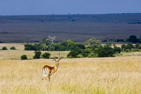 Impala Masai Mara Kenya