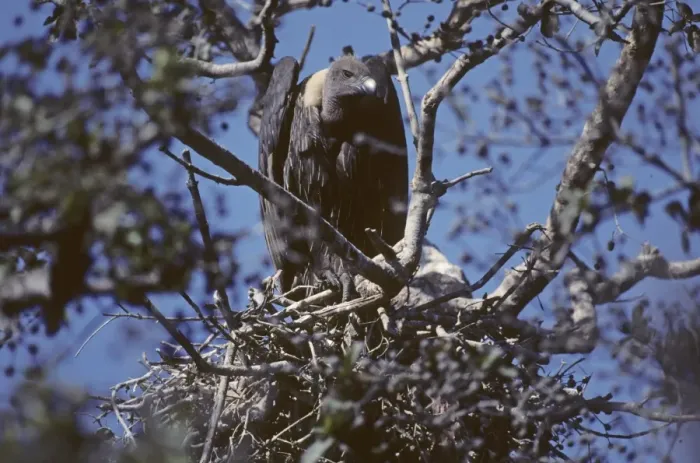 Framed Print : Indian White-backed Vulture at nest Bharatpur India 1990