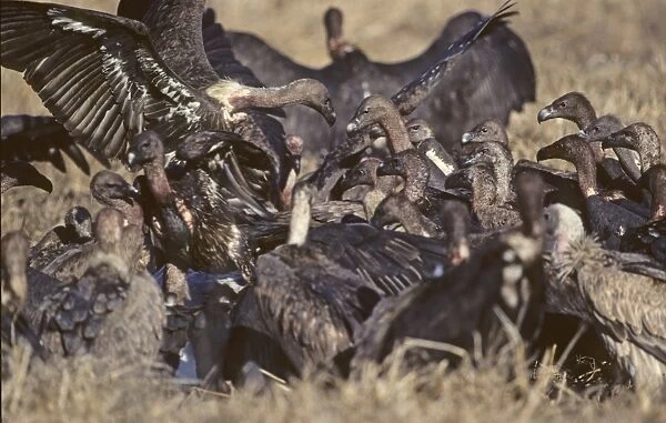 Indian White-backed Vultures at carcass Bharatpur India 1990