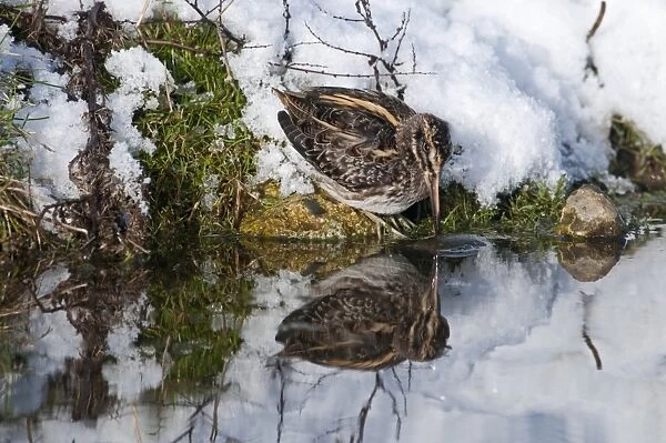 Jack Snipe Lymnocryptes minimus feeding in cold weather Salthouse duck pond Norfolk