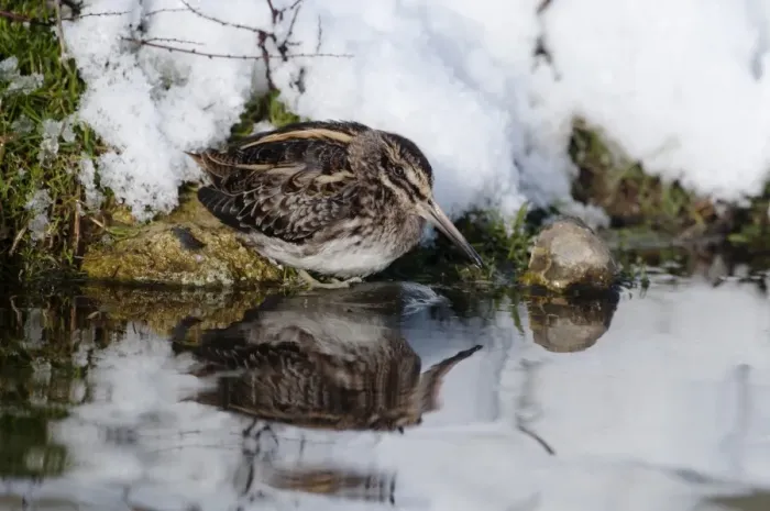 Framed Print : Jack Snipe Lymnocryptes minimus feeding in cold weather Salthouse duck pond Norfolk