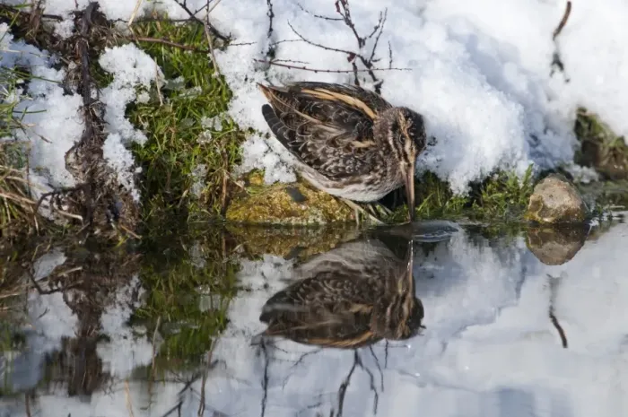 Framed Print : Jack Snipe Lymnocryptes minimus feeding in cold weather Salthouse duck pond Norfolk Framed Print : Jack Snipe Lymnocryptes minimus feeding in cold weather Salthouse duck pond Norfolk