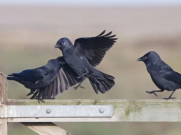 Jackdaws Corvus monedula squabbling Norfolk November