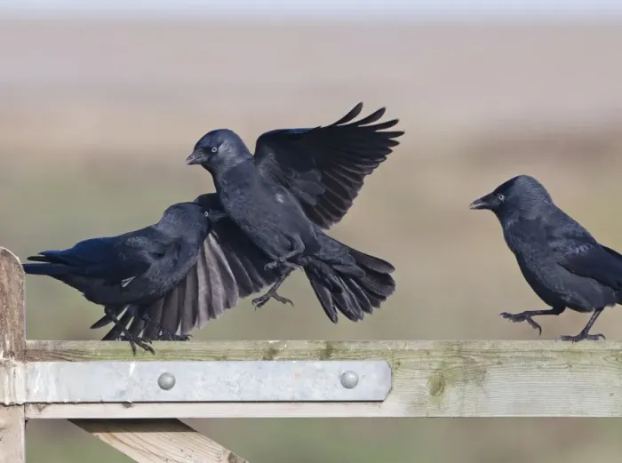 Framed Print : Jackdaws Corvus monedula squabbling Norfolk November Framed Print : Jackdaws Corvus monedula squabbling Norfolk November
