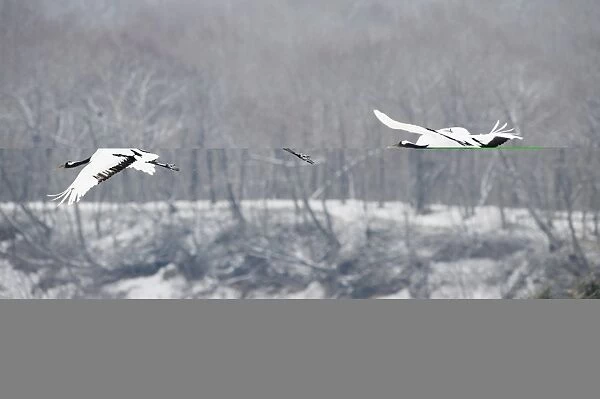 Japanese Cranes Grus japonensis Hokkaido Japan winter