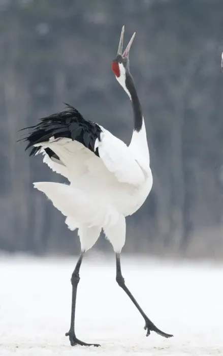 Framed Print : Japanese (Red crowned) Crane Grus japonensis Akan Hokkaido Japan winter Framed Print : Japanese (Red crowned) Crane Grus japonensis Akan Hokkaido Japan winter