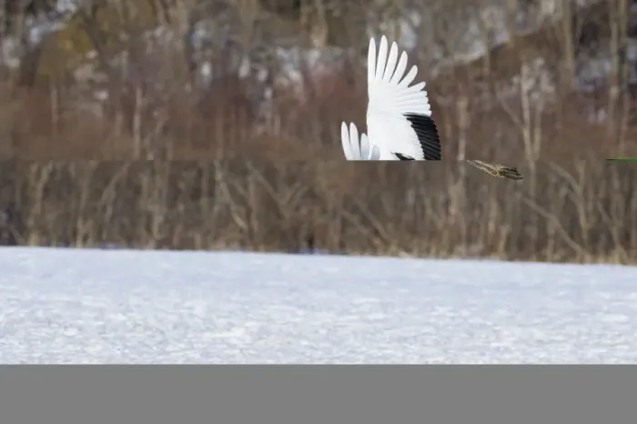 Framed Print : Japanese (Red crowned) Crane Grus japonensis Akan Hokkaido Japan winter Framed Print : Japanese (Red crowned) Crane Grus japonensis Akan Hokkaido Japan winter