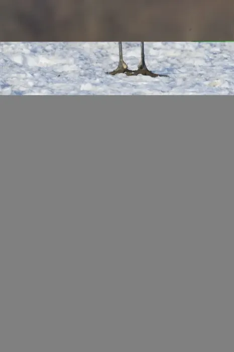 Framed Print : Japanese (Red crowned) Crane Grus japonensis Akan Hokkaido Japan winter Framed Print : Japanese (Red crowned) Crane Grus japonensis Akan Hokkaido Japan winter