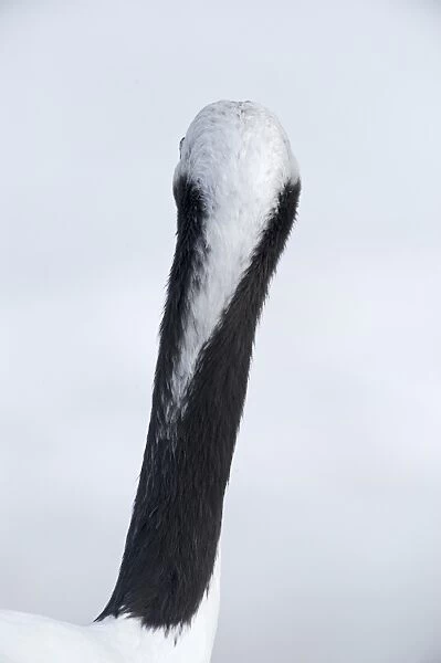 Japanese (Red-crowned) Crane Grus japonensis view if back of neck Hokkaido Japan February
