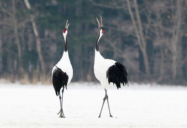 Japanese (Red crowned) Cranes Grus japonensis pair calling Akan Hokkaido Japan winter