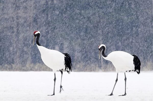 Japanese (Red crowned) Cranes Grus japonensis Akan Hokkaido Japan winter