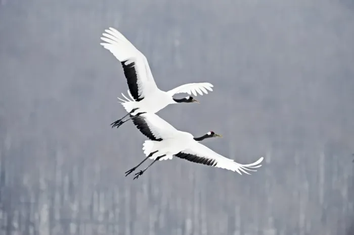 Framed Print : Japanese (Red crowned) Cranes Grus japonensis Akan Hokkaido Japan winter Framed Print : Japanese (Red crowned) Cranes Grus japonensis Akan Hokkaido Japan winter