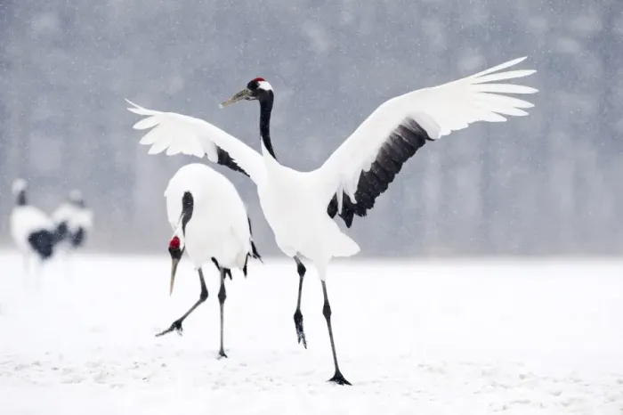Framed Print : Japanese (Red crowned) Cranes Grus japonensis Akan Hokkaido Japan winter Framed Print : Japanese (Red crowned) Cranes Grus japonensis Akan Hokkaido Japan winter