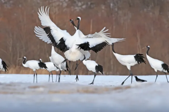 Framed Print : Japanese (Red-crowned) Cranes Grus japonensis fighting at Akan Hokkaido Japan February Framed Print : Japanese (Red-crowned) Cranes Grus japonensis fighting at Akan Hokkaido Japan February