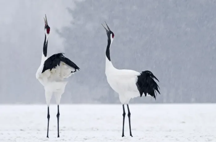 Framed Print : Japanese (Red crowned) Cranes Grus japonensis pair calling Akan Hokkaido Japan winter Framed Print : Japanese (Red crowned) Cranes Grus japonensis pair calling Akan Hokkaido Japan winter