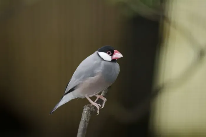 Framed Print : Java Sparrow (Padda oryzivora) in captivity Framed Print : Java Sparrow (Padda oryzivora) in captivity