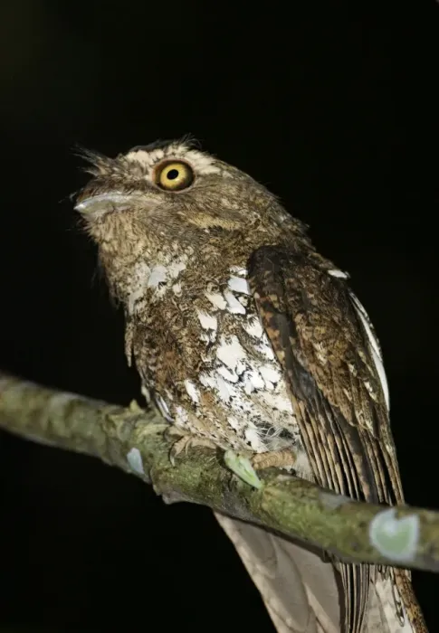 Framed Print : Javan Frogmouth Bratrachostomus javensis Iwahig penal colony Palawan Philippines Framed Print : Javan Frogmouth Bratrachostomus javensis Iwahig penal colony Palawan Philippines