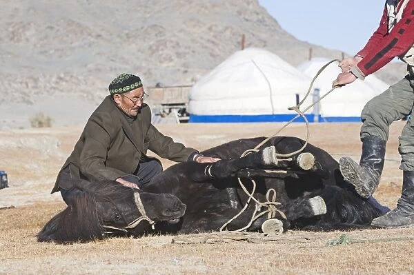 Kazakhs shoeing a horse with Gers behind Bayan Ugli Altai Mountains western Mongolia