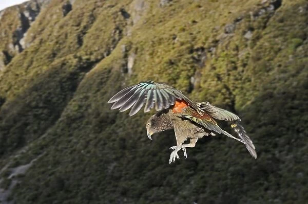 Kea nestor notabilis Arthurs Pass South Island New Zealand