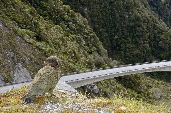 Kea Nestor notabilis Arthurs Pass South Island New Zealand