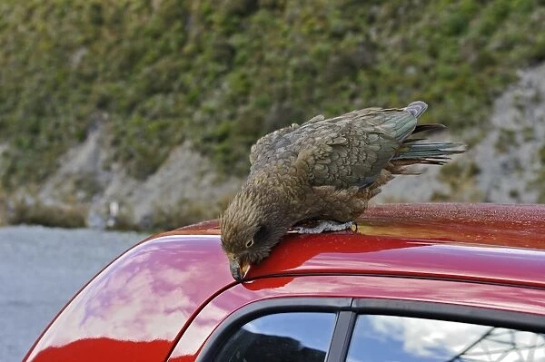 Kea Nestor notabilis Arthurs Pass South Island New Zealand. Vandalising car