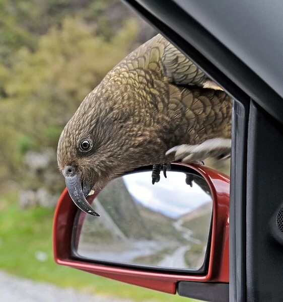 Kea Nestor notabilis Arthurs Pass South Island New Zealand. Vandalising car