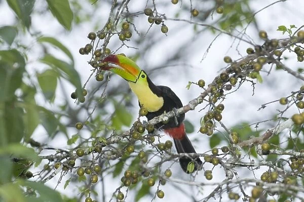 Keel-Billed Toucan Ramphastos sulfuratus brevicarinatus feeding on fruits Tikal Guatemala