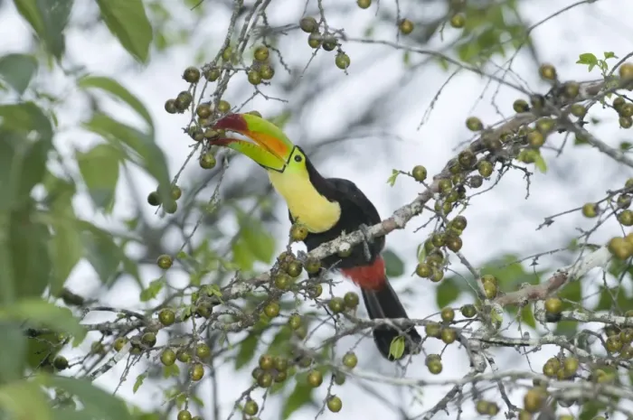 Framed Print : Keel-Billed Toucan Ramphastos sulfuratus brevicarinatus feeding on fruits Tikal Guatemala Framed Print : Keel-Billed Toucan Ramphastos sulfuratus brevicarinatus feeding on fruits Tikal Guatemala