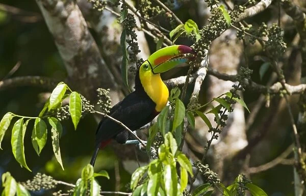 Keel-billed Toucan Ramphastos sulfuratus La Selva Costa Rica
