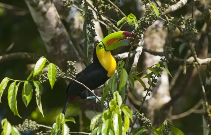 Framed Print : Keel-billed Toucan Ramphastos sulfuratus La Selva Costa Rica Framed Print : Keel-billed Toucan Ramphastos sulfuratus La Selva Costa Rica