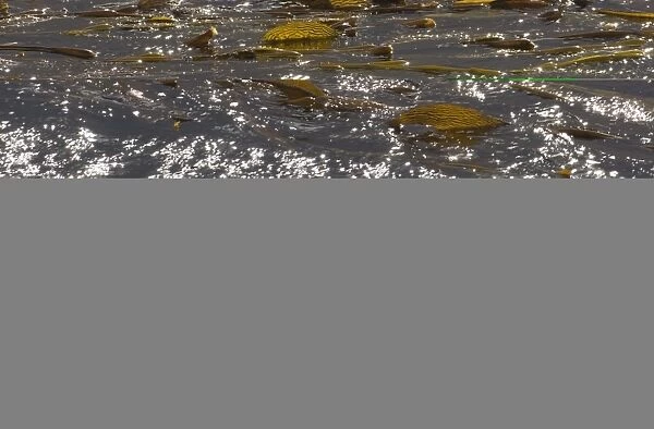 Kelp on surface of sea off Sea Lion Island falklands
