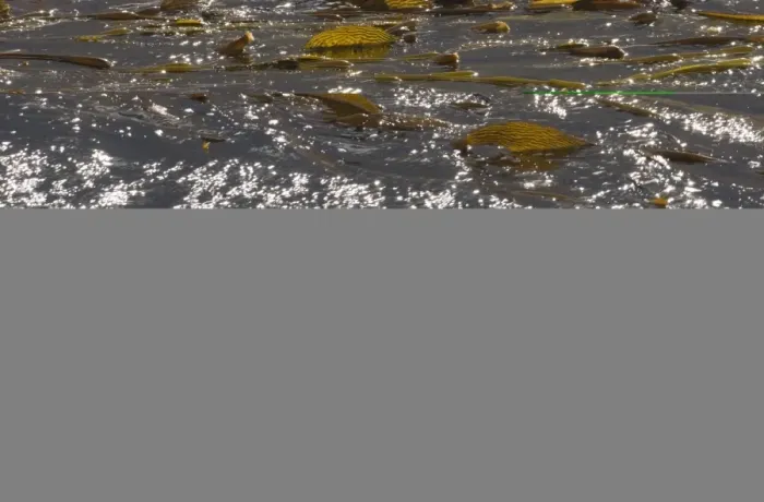 Framed Print : Kelp on surface of sea off Sea Lion Island falklands Framed Print : Kelp on surface of sea off Sea Lion Island falklands