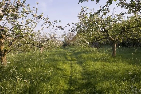 Kentish Orchard in May managed for wildlife Bough Beech Kent