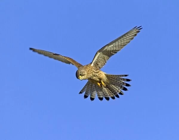 Kestrel Falco tunnunculus female hunting Northumberland UK winter