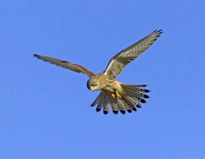 Framed Print : Kestrel Falco tunnunculus female hunting Northumberland UK winter