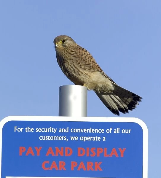 Kestrel Falco tunnunculus in urban environment Northumberland UK winter
