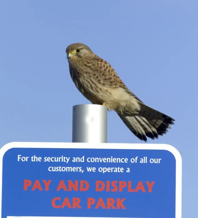 Framed Print : Kestrel Falco tunnunculus in urban environment Northumberland UK winter