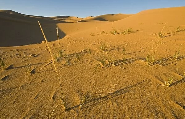 Khongoryn Els sand dunes in southern Gobi Desert Mongolia winter