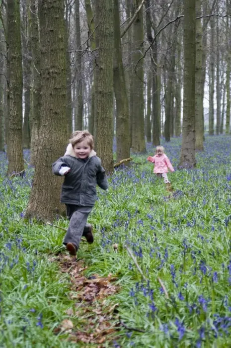 Framed Print : Kids playing in Bluebell Wood Bucks UK April Framed Print : Kids playing in Bluebell Wood Bucks UK April